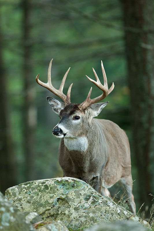 TC-Whitetail Bucks Fall-D01089-04873.jpg :: 9pt Trophy class whitetail buck standing alertly in open timber behind a large boulder