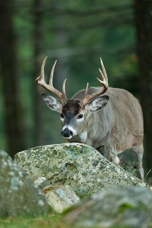 TC-Whitetail Bucks Fall-D01089-04874.jpg :: 9pt Trophy class whitetail buck standing alertly in open timber behind a large boulder