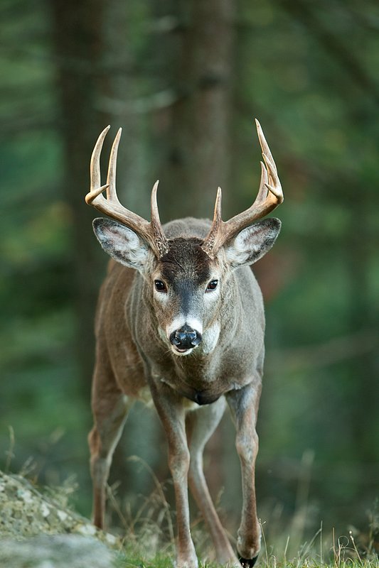 TC-Whitetail Bucks Fall-D01089-04875.jpg :: 9pt Trophy class whitetail buck walking straight on through open timber