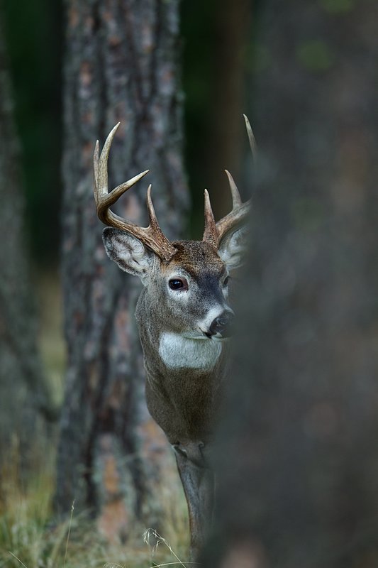 TC-Whitetail Bucks Fall-D01089-04876.jpg :: Trophy class 11pt Whitetail Buck standing behind a pine tree peering around the tree