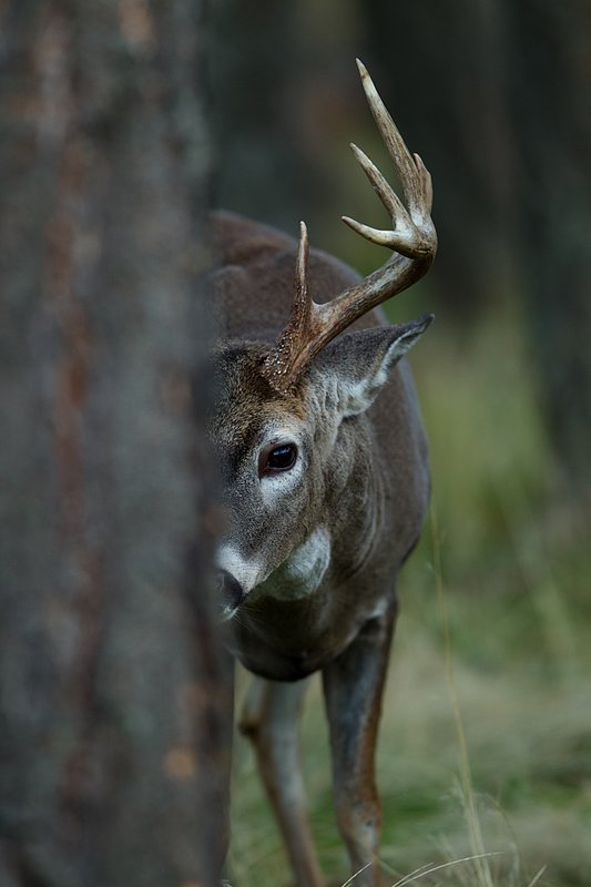 TC-Whitetail Bucks Fall-D01089-04877.jpg :: Trophy class 11pt Whitetail Buck standing behind a pine tree peering around the tree