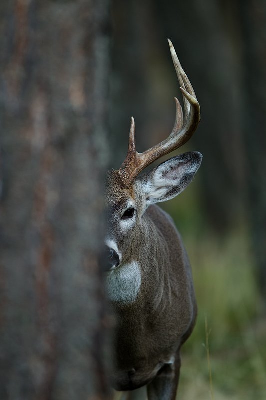 TC-Whitetail Bucks Fall-D01089-04879.jpg :: Trophy class 11pt Whitetail Buck standing behind a pine tree peering around the tree