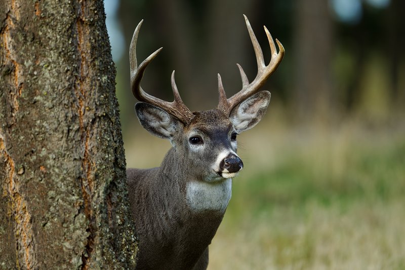 TC-Whitetail Bucks Fall-D01089-04882.jpg :: Trophy class 11pt Whitetail Buck standing behind a pine tree peering around the tree