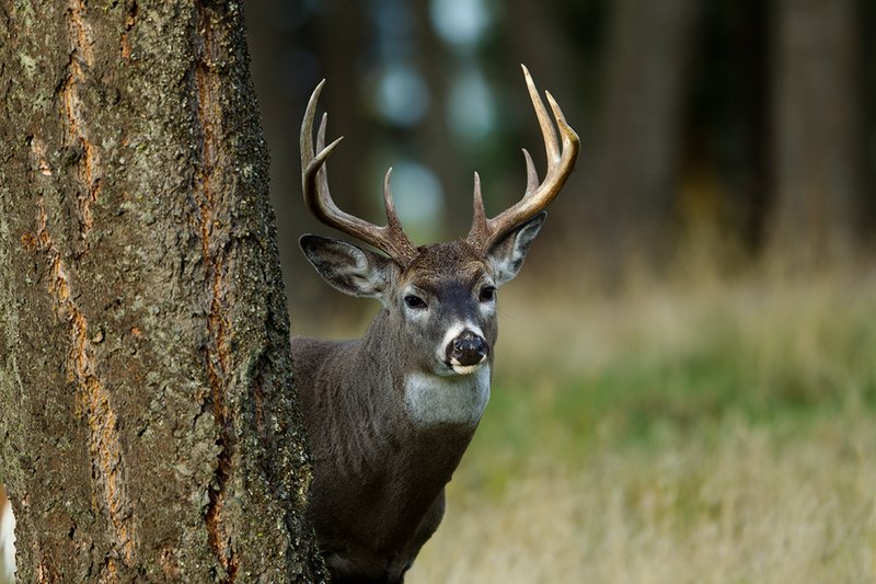 TC-Whitetail Bucks Fall-D01089-04887.jpg :: Trophy class 11pt Whitetail Buck standing behind a pine tree peering around the tree