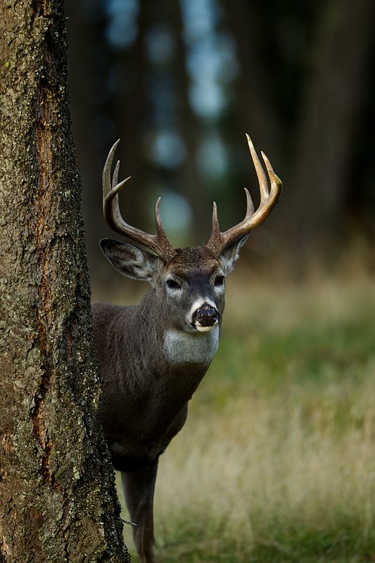 TC-Whitetail Bucks Fall-D01089-04888.jpg :: Trophy class 11pt Whitetail Buck standing behind a pine tree peering around the tree