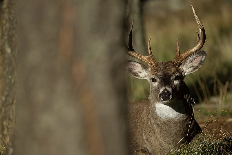 TC-Whitetail Bucks Fall-D01089-04894.jpg :: Trophy Class 9 pt Whitetail buck bedded in timber peering out from his bed