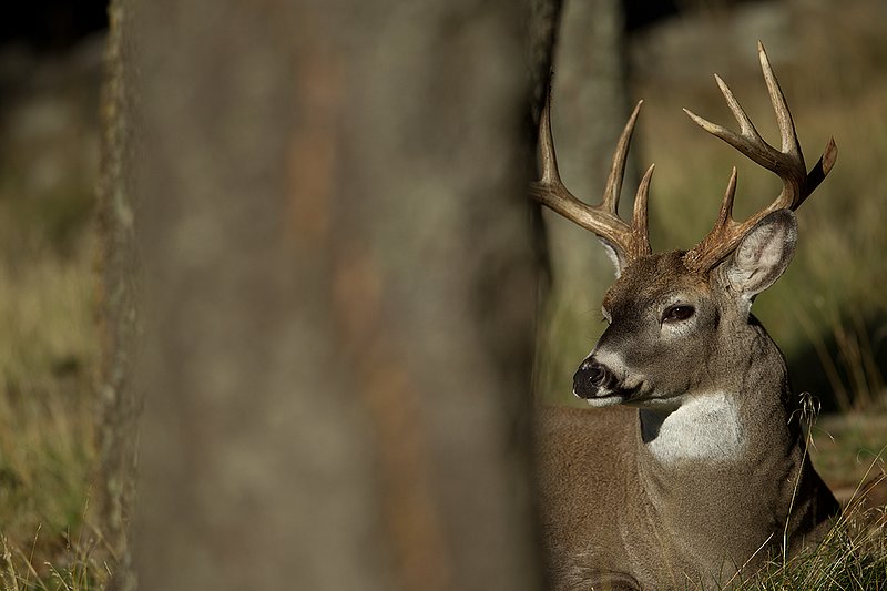 TC-Whitetail Bucks Fall-D01089-04897.jpg :: Trophy Class 9 pt Whitetail buck bedded in timber peering out from his bed