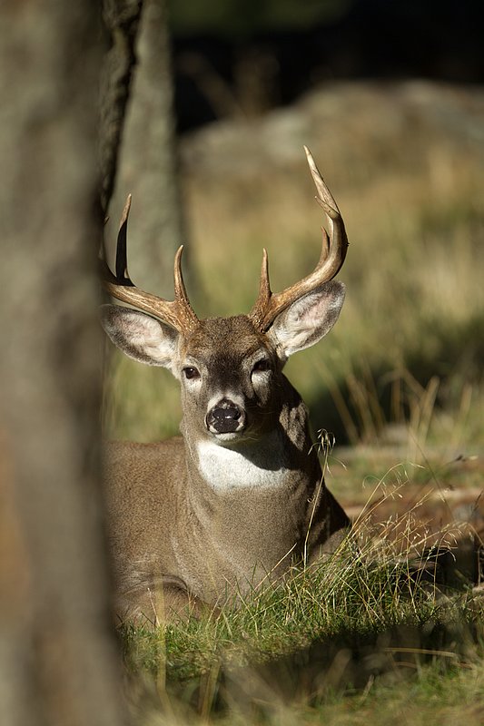 TC-Whitetail Bucks Fall-D01089-04901.jpg :: Trophy Class 9 pt Whitetail buck bedded in timber peering out from his bed