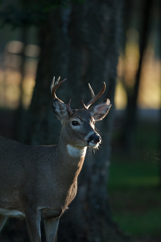 TC-Whitetail Bucks Fall-D01089-05450.jpg :: Small 7 pt whitetail buck standing alertly in shadows of timber