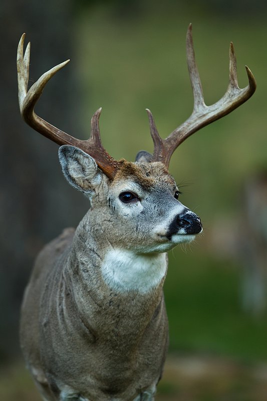 TC-Whitetail Bucks Fall-D01089-05456.jpg :: Trophy class 8pt whitetail buck standing at edge of timber in open shade