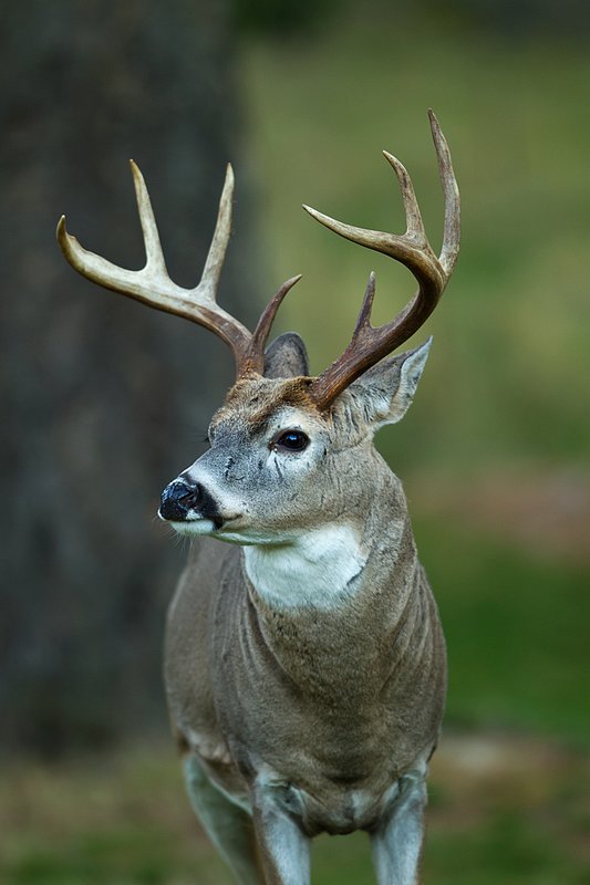 TC-Whitetail Bucks Fall-D01089-05459.jpg :: Trophy class 8pt whitetail buck standing at edge of timber in open shade