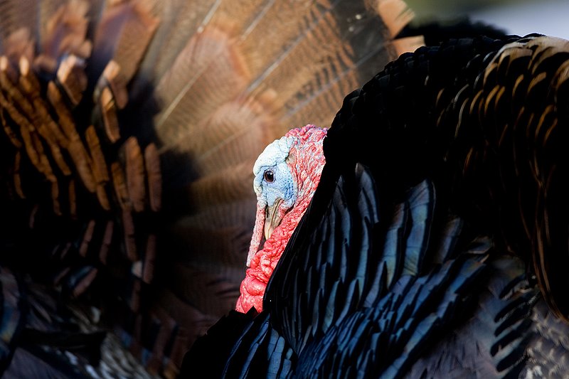 TC-Wild Turkeys Spring-D00978-00002.jpg :: Wild Turkey Gobbler strutting  in early morning light-tight head/shoulder shot