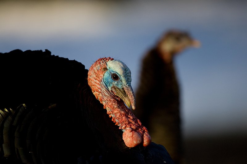 TC-Wild Turkeys Spring-D00978-00006.jpg :: Wild Turkey Gobbler strutting  in early morning light-tight head/shoulder shot