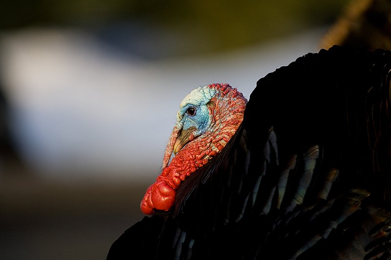 TC-Wild Turkeys Spring-D00978-00009.jpg :: Wild Turkey Gobbler strutting  in early morning light-tight head/shoulder shot