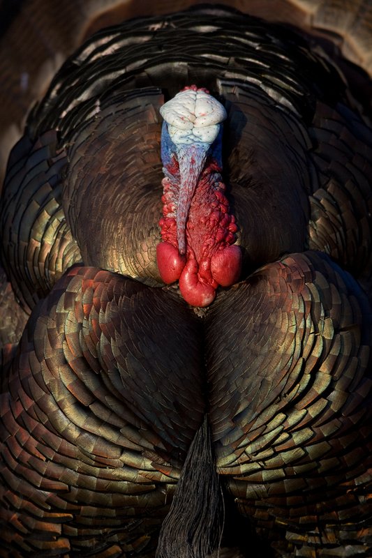 TC-Wild Turkeys Spring-D00978-00021.jpg :: Wild Turkey Gobbler strutting  in early morning light-tight head/shoulder shot