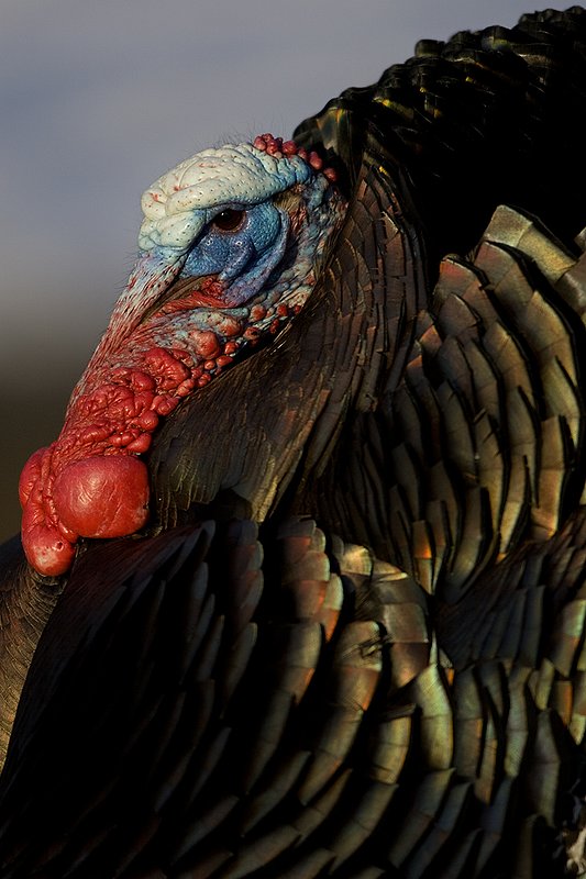 TC-Wild Turkeys Spring-D00978-00026.jpg :: Wild Turkey Gobbler strutting  in early morning light-tight head/shoulder shot