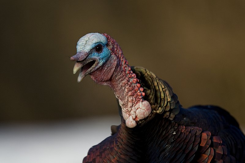TC-Wild Turkeys Spring-D00978-00039.jpg