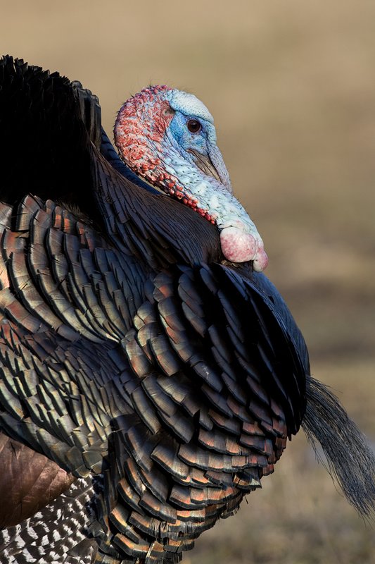 TC-Wild Turkeys Spring-D00978-00041.jpg :: Wild Turkey Gobbler strutting  in early morning light-tight head/shoulder shot