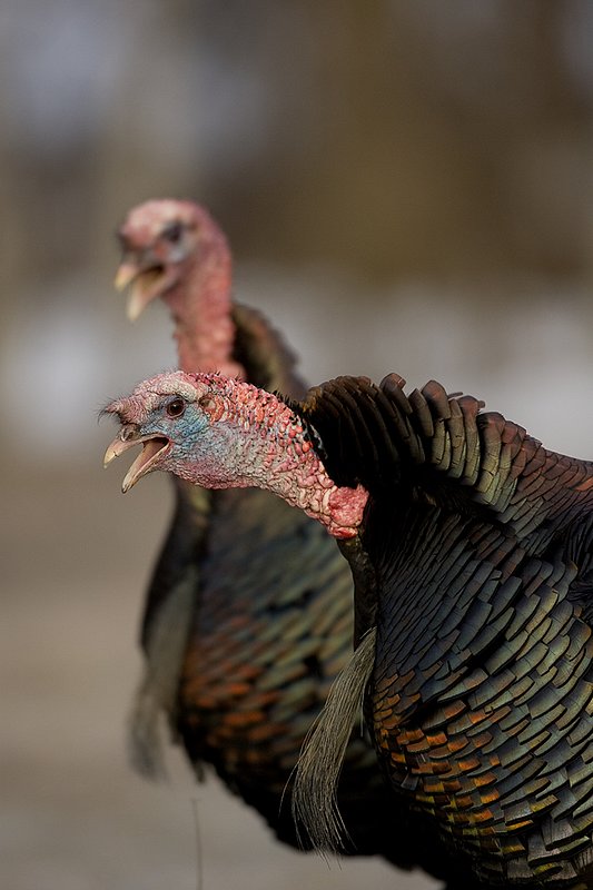 TC-Wild Turkeys Spring-D00978-00046.jpg :: Wild Turkey Gobblers with necks extended gobbling
