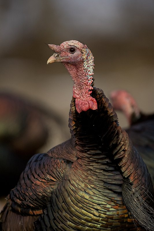 TC-Wild Turkeys Spring-D00978-00049.jpg :: Wild Turkey Gobblers head shoulder portraits