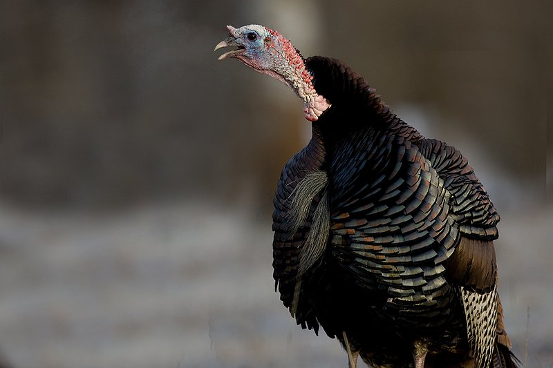 TC-Wild Turkeys Spring-D00978-00051.jpg :: Wild Turkey Gobblers with necks extended gobbling