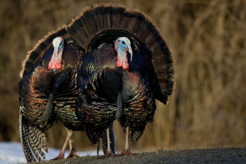 TC-Wild Turkeys Spring-D00978-00057.jpg :: Wild Turkey Gobblers together strutting  in early morning light walking straight on