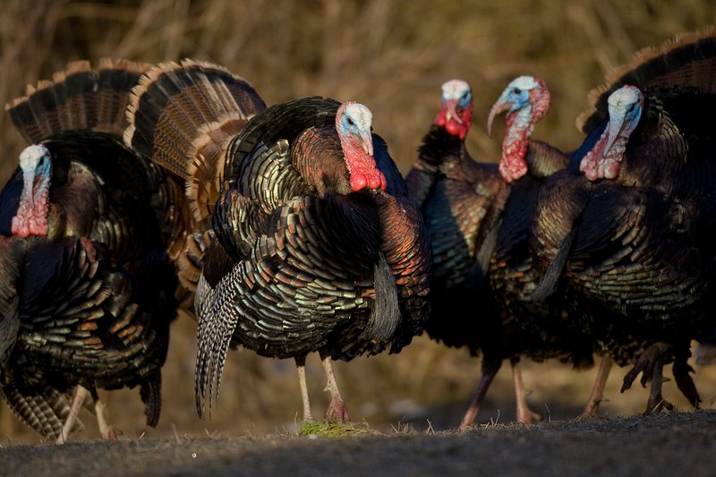 TC-Wild Turkeys Spring-D00978-00061.jpg :: Wild Turkey Gobblers together strutting  in early morning light walking straight on