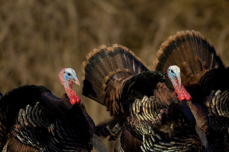 TC-Wild Turkeys Spring-D00978-00063.jpg :: Wild Turkey Gobblers together strutting  in early morning light walking straight on