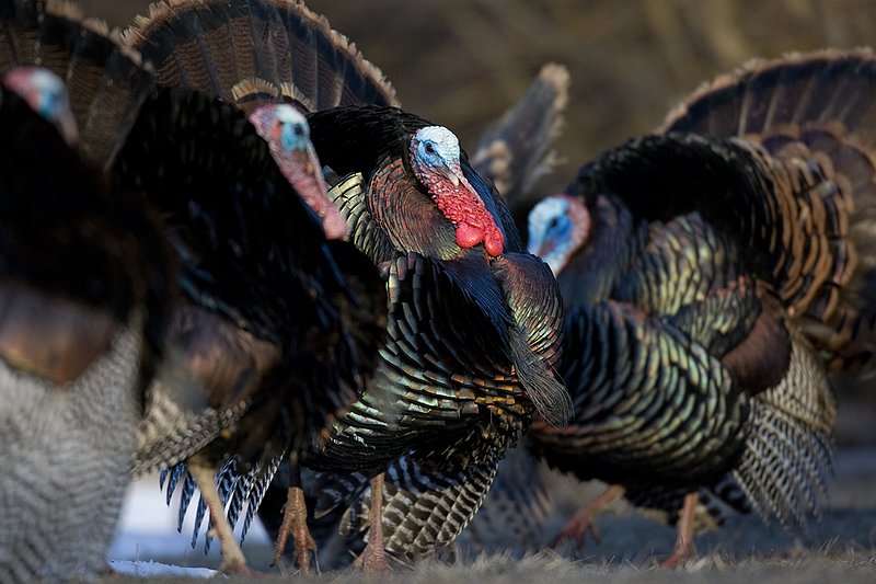 TC-Wild Turkeys Spring-D00978-00082.jpg :: Wild Turkey Gobblers together strutting  in early morning light walking straight on
