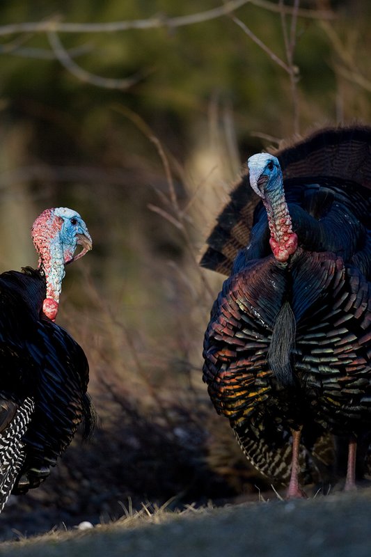 TC-Wild Turkeys Spring-D00978-00084.jpg :: Wild Turkey Gobblers strutting and gobbling at one another at edge of timber