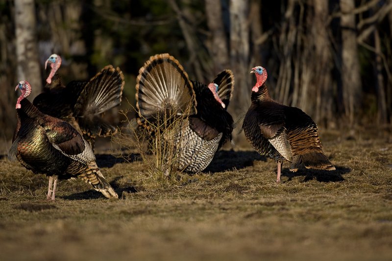 TC-Wild Turkeys Spring-D00978-00087.jpg :: Wild Turkey Gobblers together at edge  of timber strutting  in early morning light