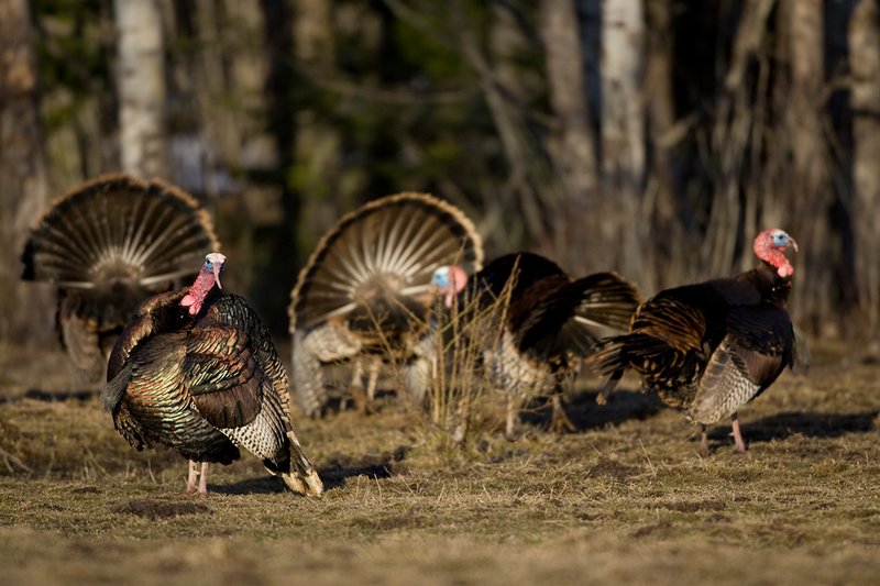 TC-Wild Turkeys Spring-D00978-00090.jpg :: Wild Turkey Gobblers together at edge  of timber strutting  in early morning light