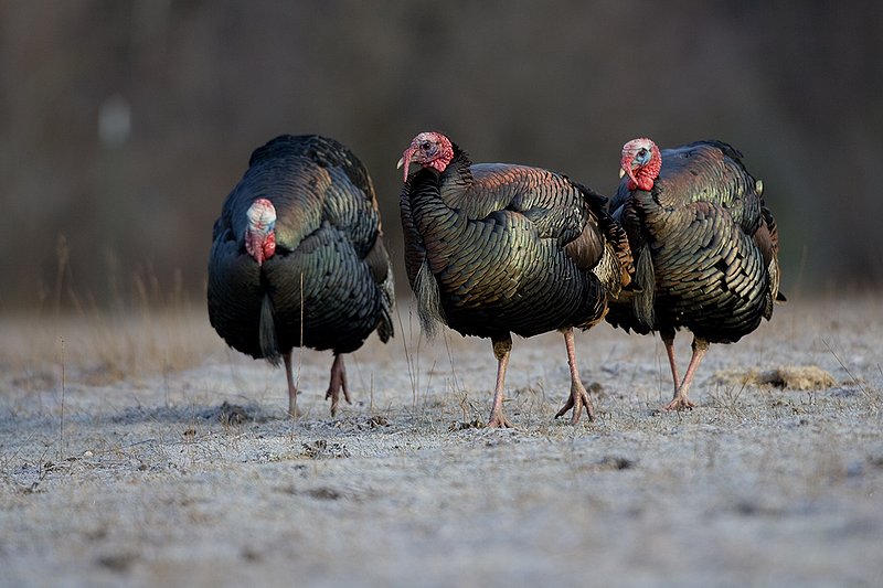 TC-Wild Turkeys Spring-D00978-00093.jpg