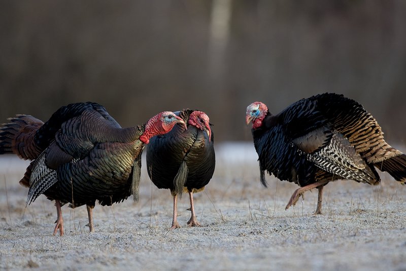 TC-Wild Turkeys Spring-D00978-00096.jpg :: Wild Turkey Gobblers trio standing in open field in early morning with frost on ground
