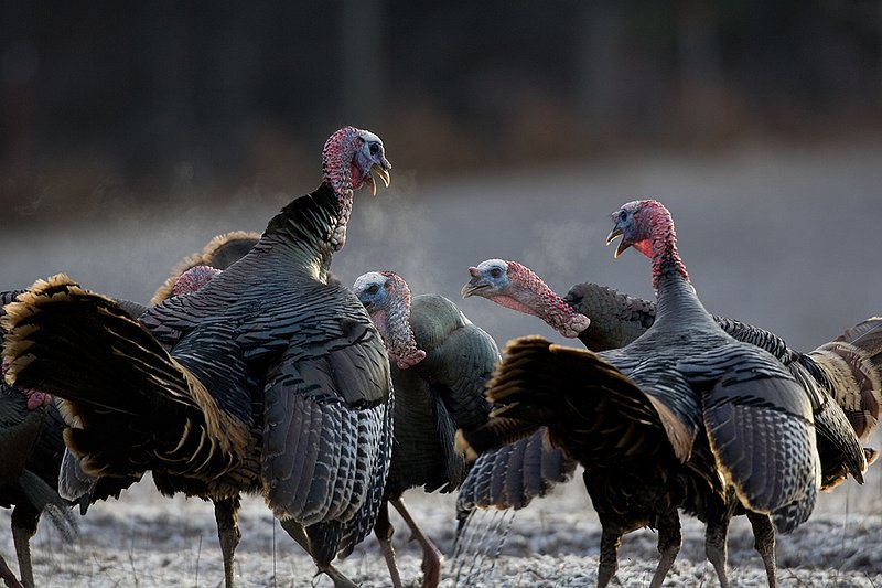TC-Wild Turkeys Spring-D00978-00098.jpg :: Wild Turkey Gobblers fighting g in open field in early morning with frost on ground