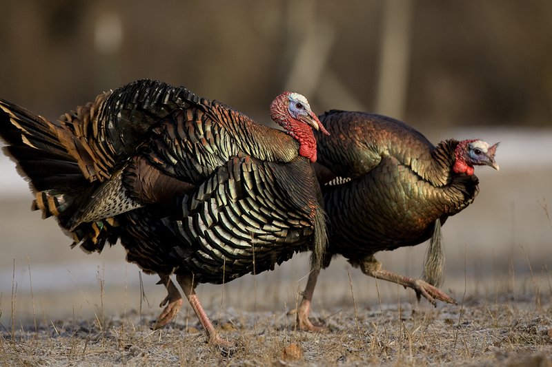 TC-Wild Turkeys Spring-D00978-00101.jpg :: Wild Turkey Gobblers (one in partial strut)waking across open field in early morning with frost on ground