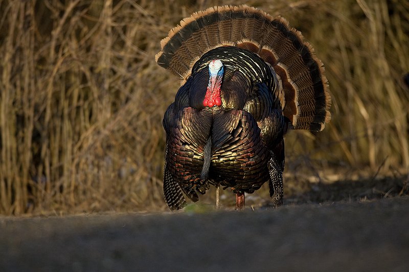 TC-Wild Turkeys Spring-D00978-00105.jpg :: Wild Turkey Gobbler strutting at edge of timber in early morning with frost on ground