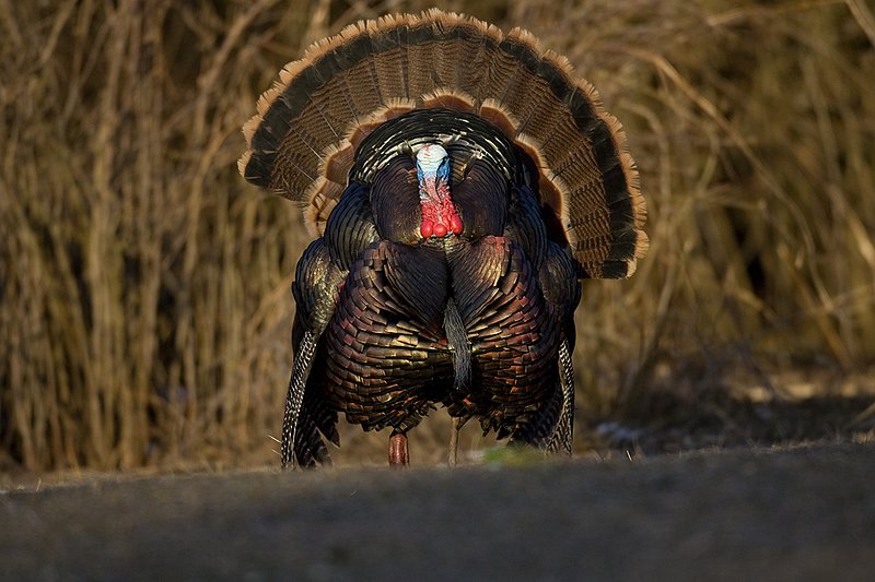 TC-Wild Turkeys Spring-D00978-00110.jpg :: Wild Turkey Gobbler strutting at edge of timber in early morning with frost on ground