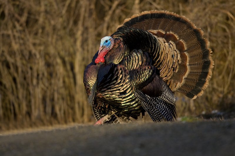 TC-Wild Turkeys Spring-D00978-00111.jpg :: Wild Turkey Gobbler strutting at edge of timber in early morning with frost on ground
