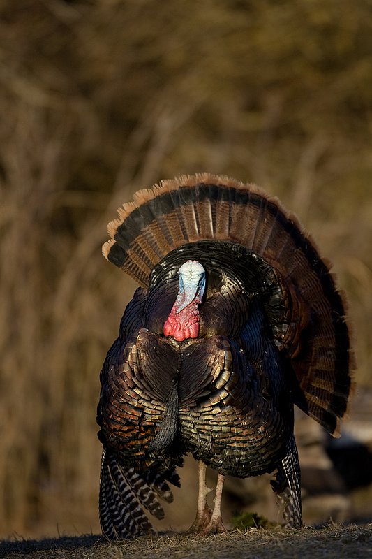 TC-Wild Turkeys Spring-D00978-00120.jpg :: Wild Turkey Gobbler strutting at edge of timber in early morning with frost on ground