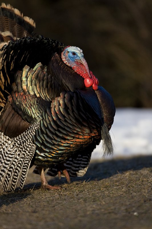 TC-Wild Turkeys Spring-D00978-00132.jpg :: Wild Turkey Gobbler strutting at edge of timber in early morning with frost on ground