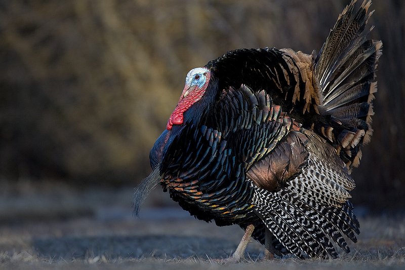 TC-Wild Turkeys Spring-D00978-00150.jpg :: Wild Turkey Gobbler strutting at edge of timber in early morning with frost on ground