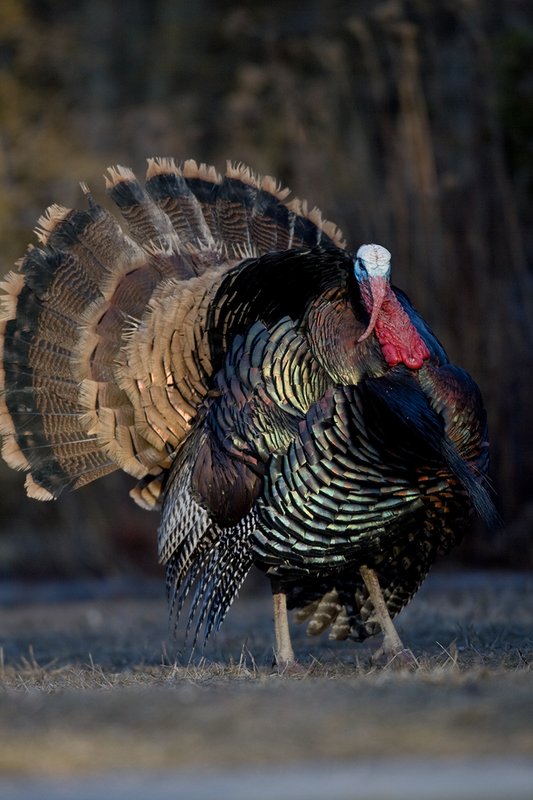 TC-Wild Turkeys Spring-D00978-00156.jpg :: Wild Turkey Gobbler strutting at edge of timber in early morning with frost on ground