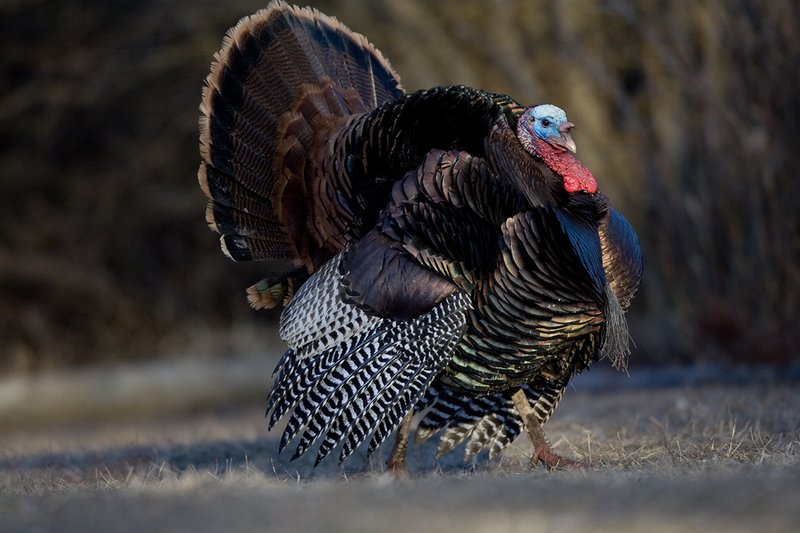 TC-Wild Turkeys Spring-D00978-00161.jpg :: Wild Turkey Gobbler strutting at edge of timber in early morning with frost on ground
