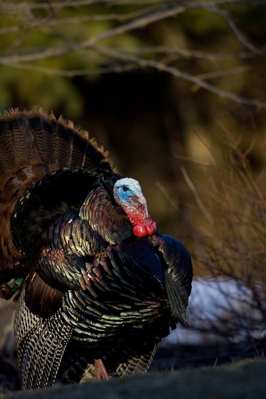 TC-Wild Turkeys Spring-D00978-00162.jpg :: Wild Turkey Gobbler strutting at edge of timber in early morning with frost on ground