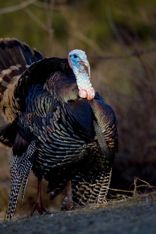 TC-Wild Turkeys Spring-D00978-00168.jpg :: Wild Turkey Gobbler strutting at edge of timber in early morning with frost on ground