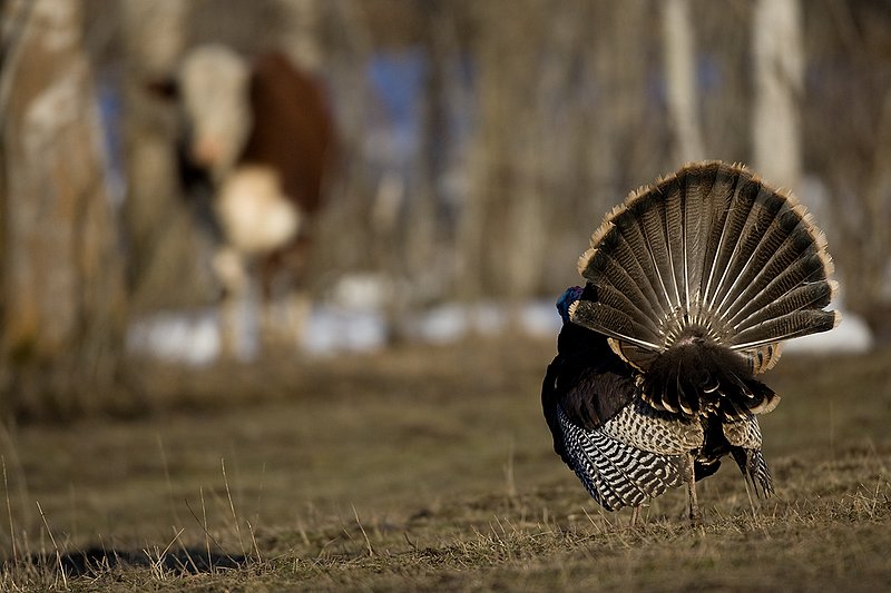 TC-Wild Turkeys Spring-D00978-00174.jpg :: Wild Turkey Gobbler strutting in open field in early morning with frost on ground with herford cow watching from the timber