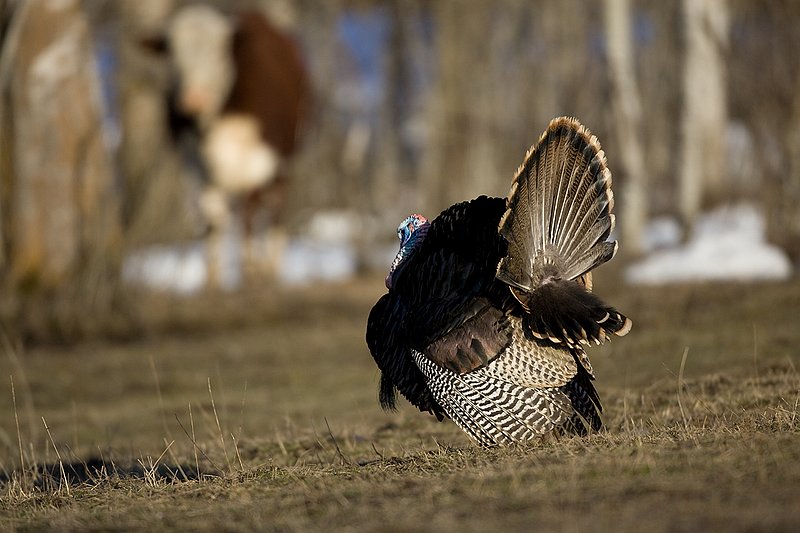 TC-Wild Turkeys Spring-D00978-00177.jpg :: Wild Turkey Gobbler strutting in open field in early morning with frost on ground with herford cow watching from the timber