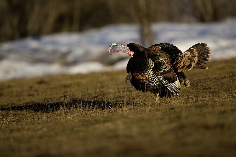 TC-Wild Turkeys Spring-D00978-00189.jpg :: Wild Turkey Gobbler strutting in open fieldat edge of timber in early morning with frost on ground