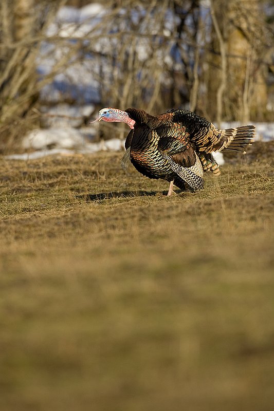 TC-Wild Turkeys Spring-D00978-00198.jpg :: Wild Turkey Gobbler strutting in open fieldat edge of timber in early morning with frost on ground